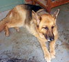Sammy