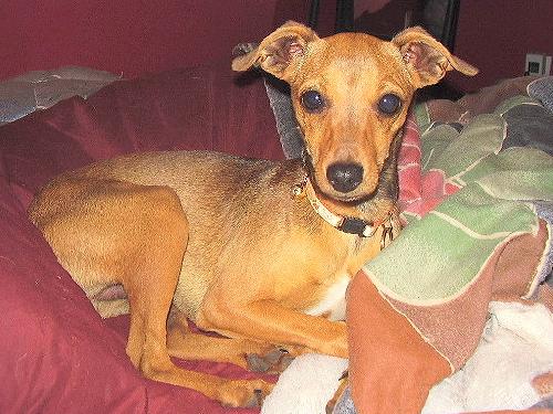 Dobbie