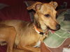 Dobbie