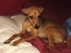 Dobbie