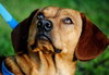 Willem