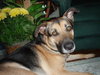 Sir Charles