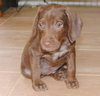 Mini Moose/Moose