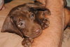 Mini Moose/Moose