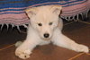 Suri