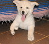 Suri