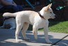 Suri