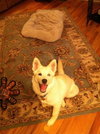 Suri