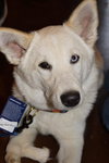 Suri