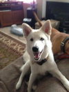 Suri