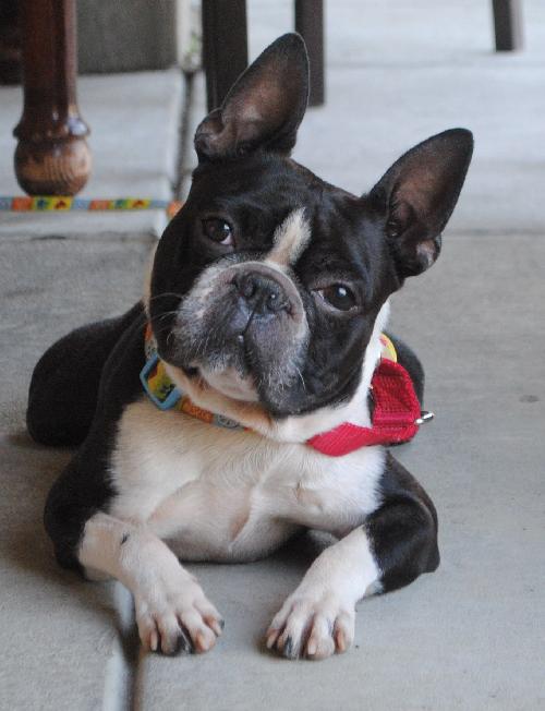 Rocco