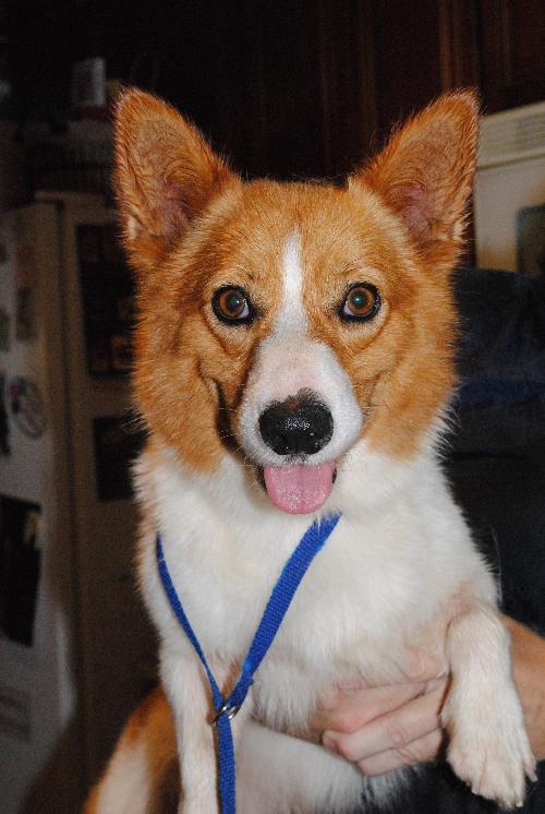 Prince Harry