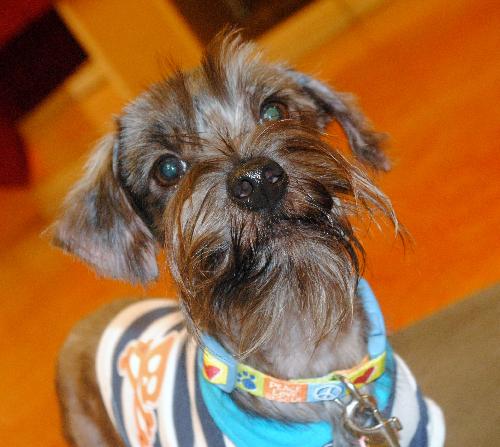 Ollie