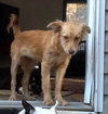 Serenity/Penny Lane