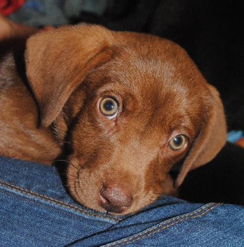 ChocoLatte