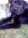 Keifer