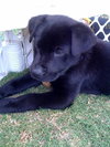 Keifer