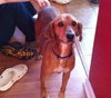 Punkin - Courtesy