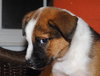 Colby