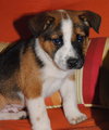 Colby