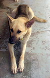Boone - Application Pending