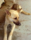 Boone - Application Pending