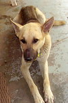 Boone - Application Pending
