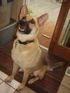 Boone - Application Pending