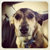 Wilbur