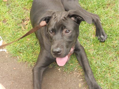 Baloo - Courtesy