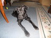 Baloo - Courtesy