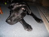 Baloo - Courtesy