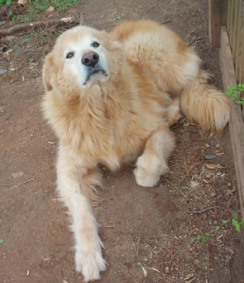 Simon - Courtesy