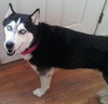 Lola