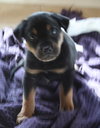 Gillie