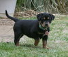 Kizzy
