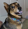 Gypsy