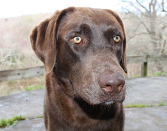 Louie - Courtesy