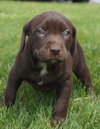 Molly