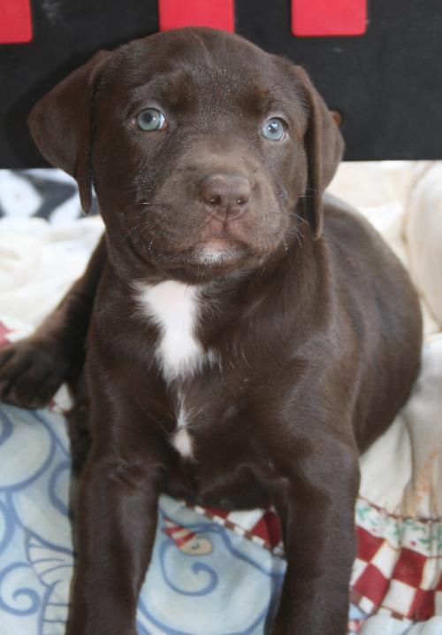 Molly