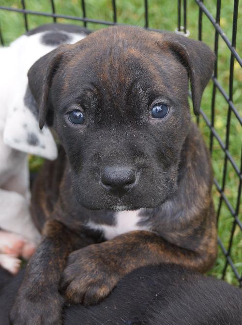 Koda