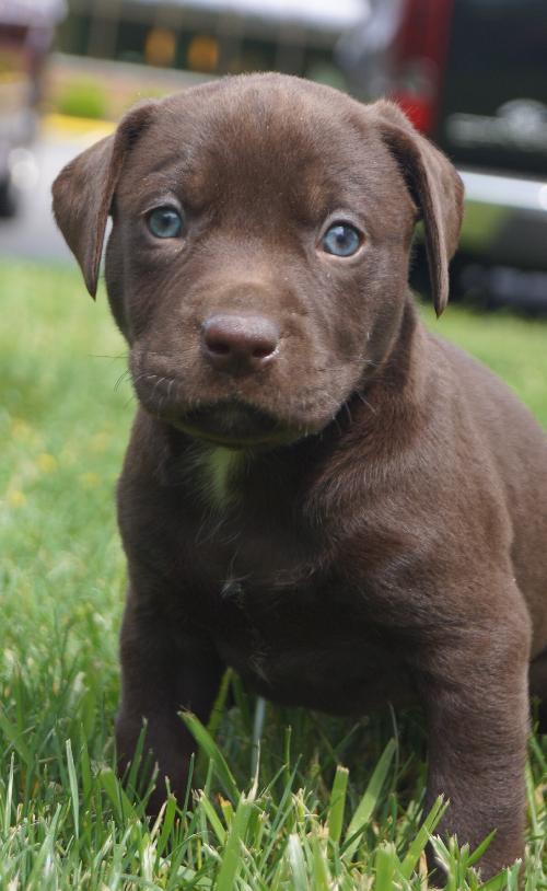 Cooper