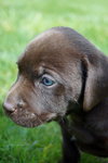 Cooper