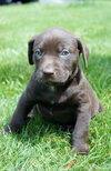 Cooper