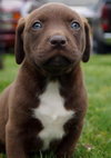 Oscar