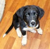 Luca