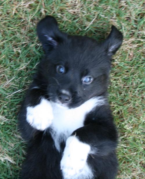 Otis