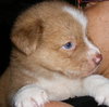 Bobbie