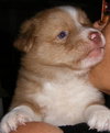 Bobbie
