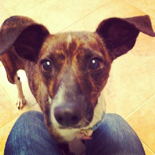 Gidget